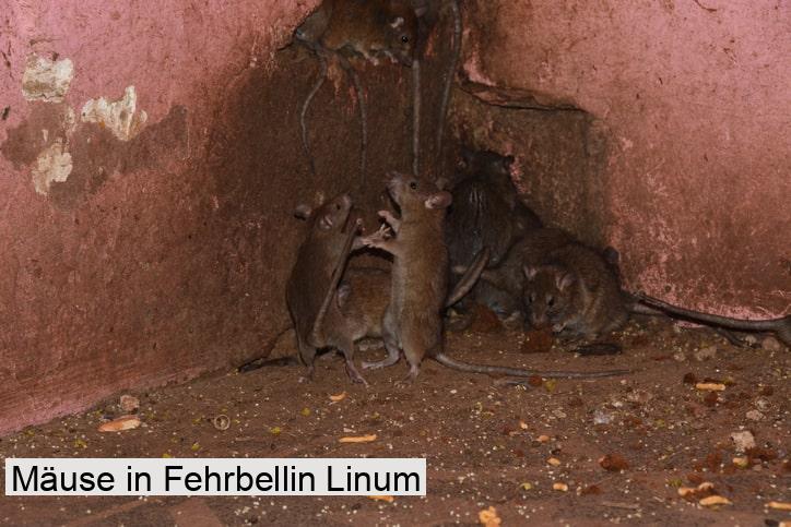 Mäuse in Fehrbellin Linum